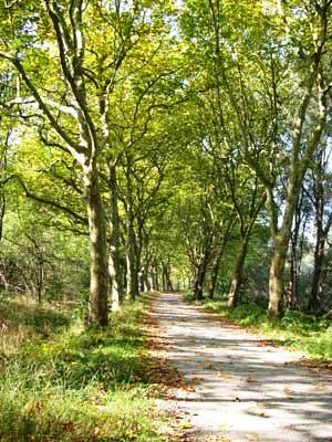 Leider geht die Zahl der schönen Alleen in Deutschland immer weiter zurück