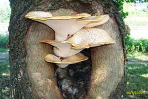 Schuppiger Porling an Ahorn