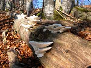 Zottiger Schillerporling an heruntergebrochenem Buchen-Zwiesel