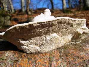 Zottiger Schillerporling zersetzt die Buche