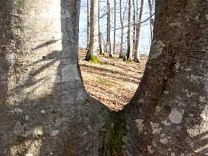 Stammanbindungen, die eine U-Form aufweisen sind harmlos