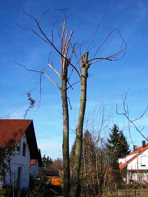 Bevor das Ergebnis so aussieht - lieber den Fachmann holen!
