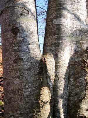 Zwiesel können gefährlich werden