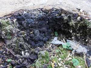 Brandkrustenpilz an Ahorn - Fruchtkörper sehen aus wie verkohltes Holz