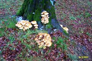 Honiggelber Hallimasch an Linde