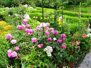 typische Bauerngartenpflanzen: Pfingstrosen und viel Buchs