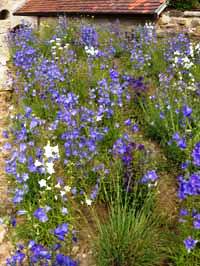 Heimische Stauden sind viel robuster als fremdländische