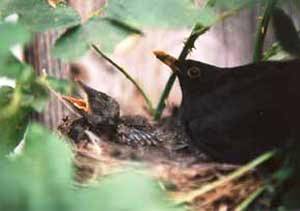 Amsel im Nest