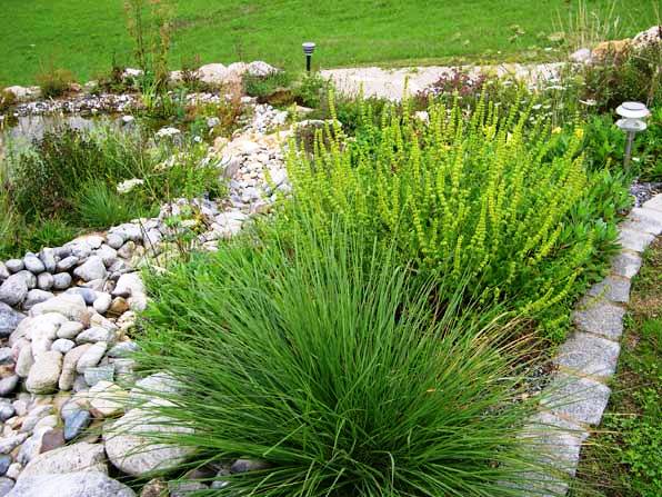 xerotherme Bepflanzung nach zweijhriger Entwicklung