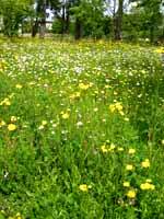 Eine Blumenwiese bietet nicht nur Nahrung, sondern sieht auch noch toll aus!