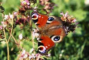 Tagpfauenauge-Falter