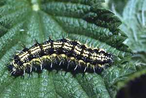 Raupe vom Kleinen Fuchs-Falter