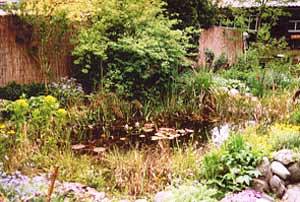 Teich - circa 3 Jahre nach Fertigstellung