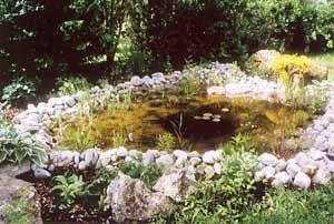 Teich - etwa 1 Jahr nach Fertigstellung