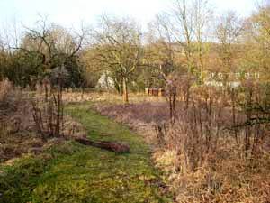 kurz gemähter Rasenweg durch die Blumenwiese