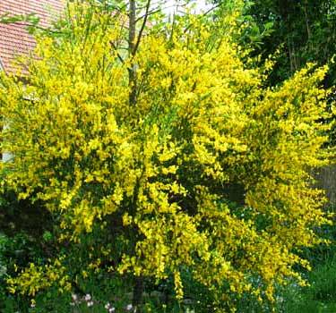 Ginster im Blütenrausch